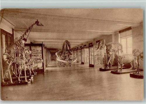 Brüssel - Nr. 14 Museum Historie Naturelle - versch. Tiere