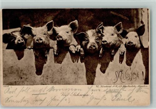 Neujahr- Sechs Schweineköpfe 1903 AK