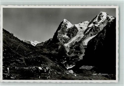 Mürren Kühe