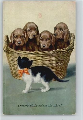 Dackel im Weidekorb und Katze