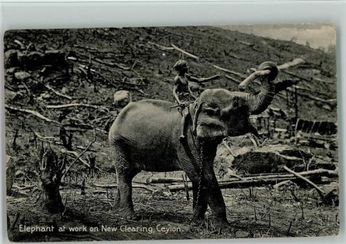 Arbeits-Elefant at work on Nrw Clearing, Ceylon Indien ca 1925 AK