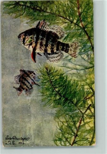 sign Bessiger - Mesogonistius chaetodon