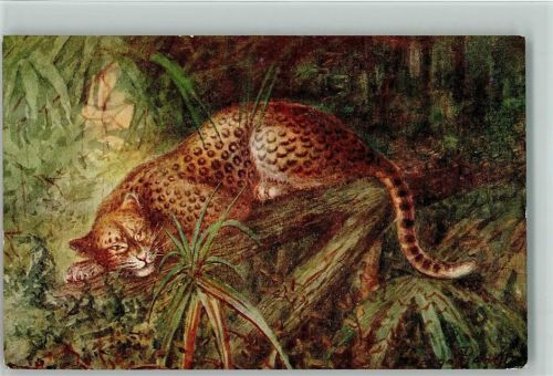 Leopard - Salmon Serie Nr. 777 AK Raubkatze Künstlerkarte