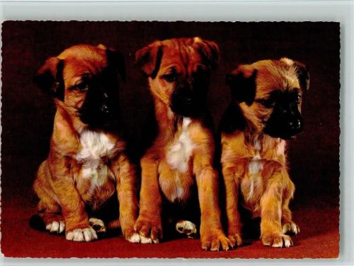 Boxer Welpen ca 1965 AK