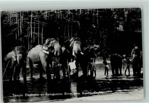 Temple Elefanten at Katugastota River near Kandy, Ceylon ca 1935 AK