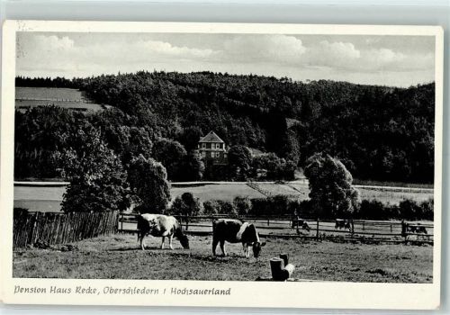 Oberschledorn Pension Haus Recke Kühe