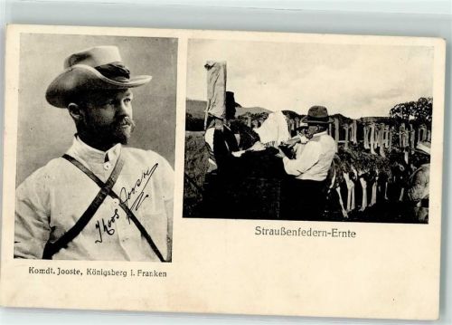 1917 Kommandant Jooste Straußenfedern Ernte AK