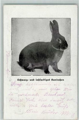 Schwarzfarbiges Kaninchen aus der Zeitschrift: Der Kaninchenzüchter AK Hase 1921