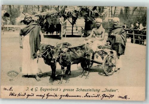 W2000 Stellingen Völkerschau Indien Tiergespann AK Zoo 1905