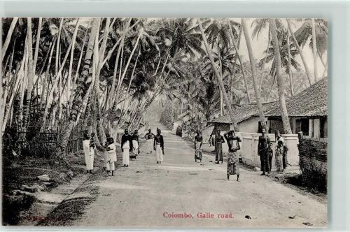 Colombo Galle road Palmen