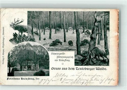 Schlangen Schwarzwild Futterplatz Forsthaus Kreuzkrug Wildschweine Hirsch