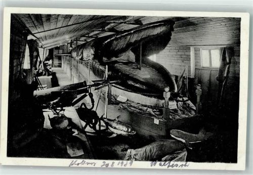 Riesenwalfisch Alter 168 Jahre AK