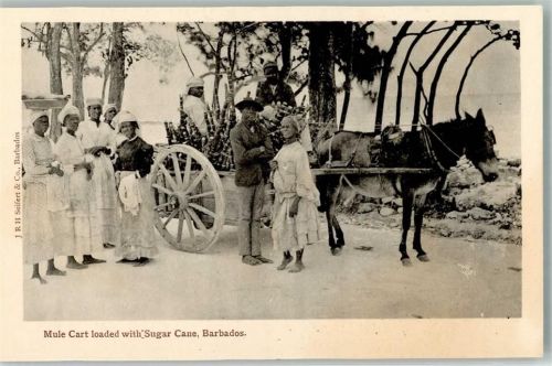 Zuckerrohr Esel Eselkarren Barbados