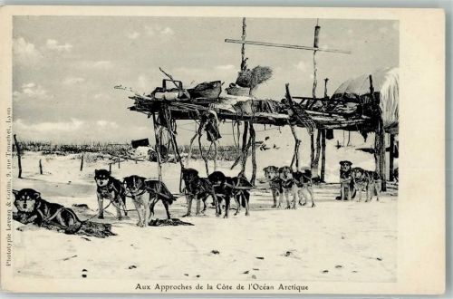 Andree Aux Approches de la Cote de Ocean Arctique Schlittenhunde