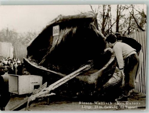Riesen Walfisch Mrs. Haroy
