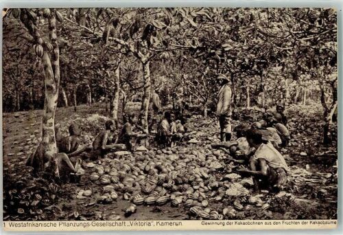 1914 Westafrikanische Pflanzungs Gesellschaft Viktoria Gewinnung der Kakaobohnen aus Früchten der Kakaobäume