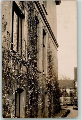 Oldenburg 1914 Hausfassade Kletterpflanzen Ort handschriftlich