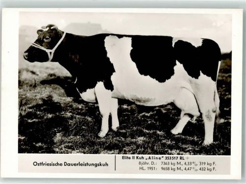 1951 Ostfries. Dauerleistungskuh Aline