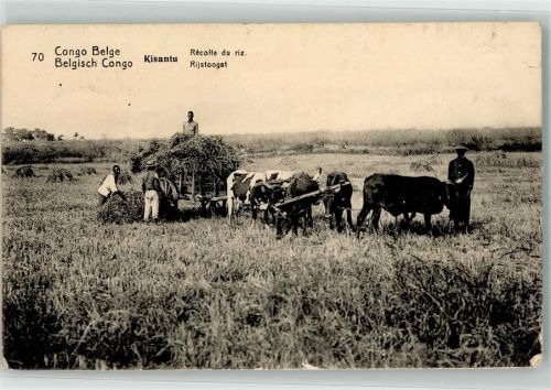 Kisantu belgisch Congo Viehwagen Landwirtschaft