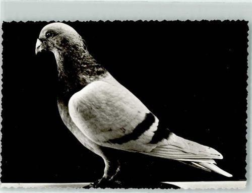 Varel 1970 Brieftaubenzucht