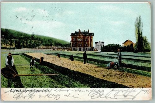 Erfurt Brunnenkresse Ernte