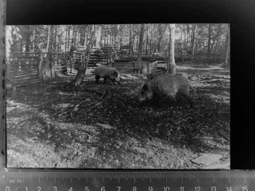 Göhrde Wildschweine