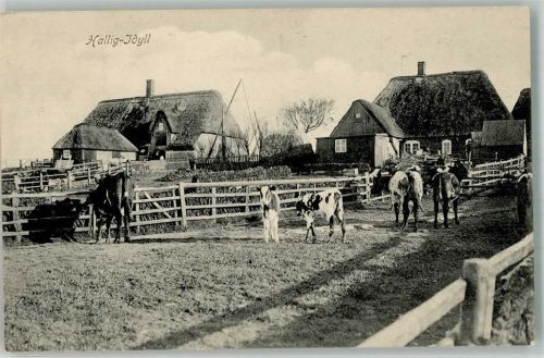 Hooge Hallig Kühe