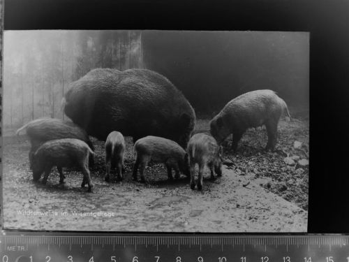 Eldagsen Wildschweine