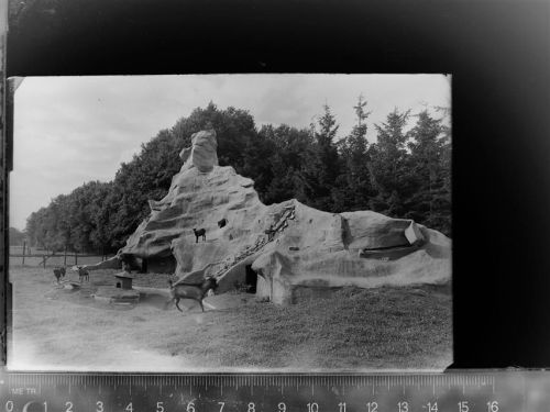 48429 W4440 Rheine GLASNEGATIV Tierpark