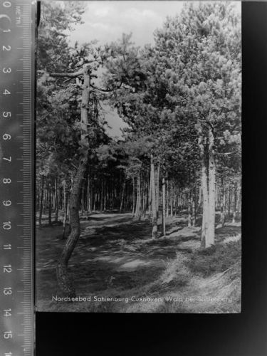 Cuxhaven Wald bei Sahlenburg