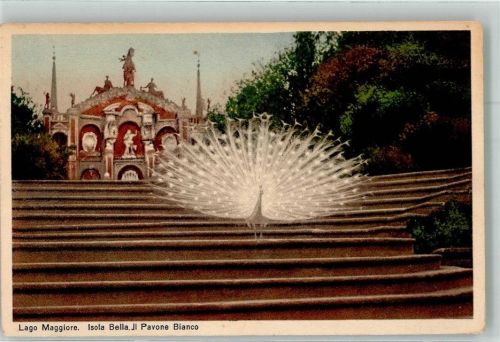 Lago Maggiore Isola Bella Ein weißer Pfau CTK 8526