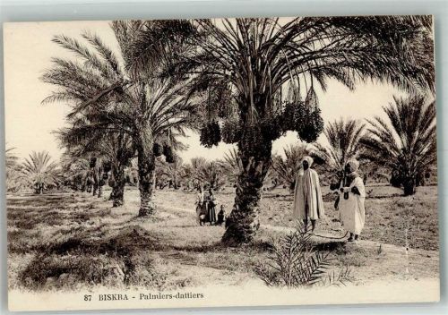 Biskra 1928 Tracht Männer Dattel-Palmen