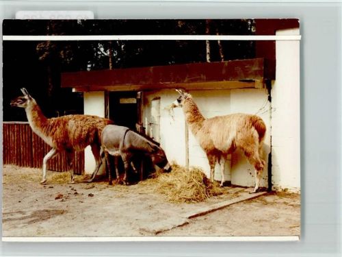 Sodingen Lamas Esel