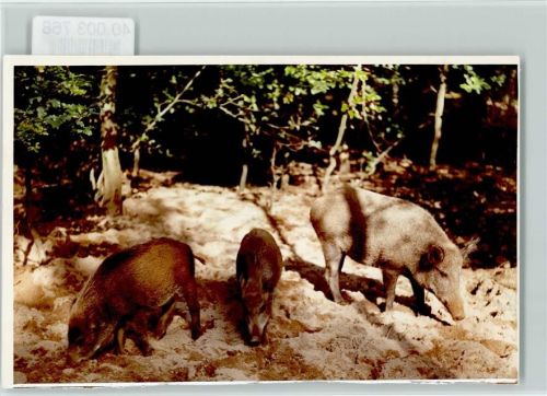 Malente Wildschweine