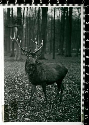 Springe Kleber auf Schutzfolie