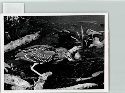 Buchau Wasserralle beim Fischfang