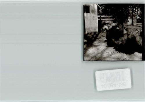 W2933 Jaderberg Kamel Kamel FOTO KEINE AK