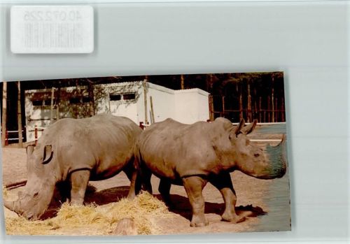 Stukenbrock zwei Nashörner im Safaripark