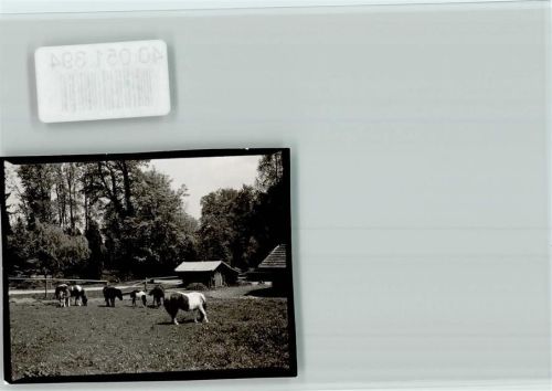 Höhenried LVA Klinik Ponys