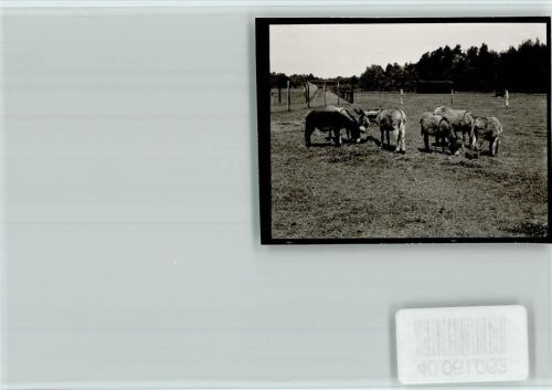 Grindau Heimatzoo, Eselherde