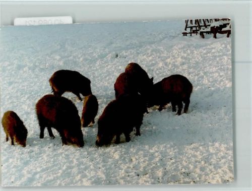 Bad Lauterberg Wildschwein Rotte im Schnee