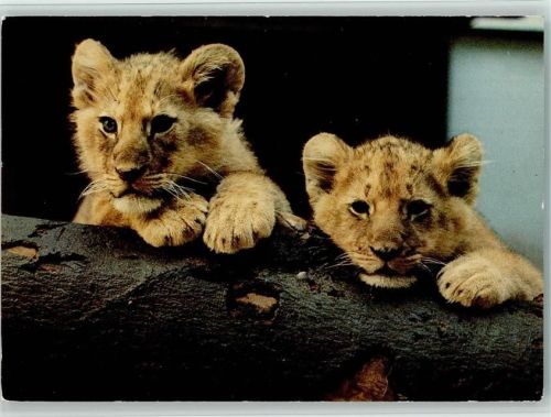 Zwei Löwen Babies