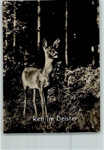 Barsinghausen Reh im Deister
