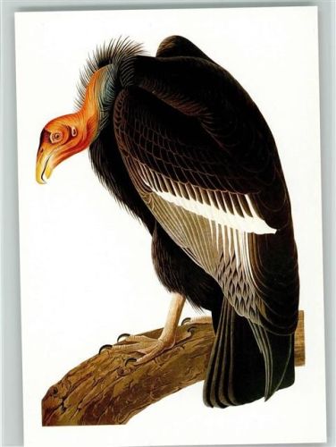 Kalifornischer Kondor James Audubon Vogelzeichner