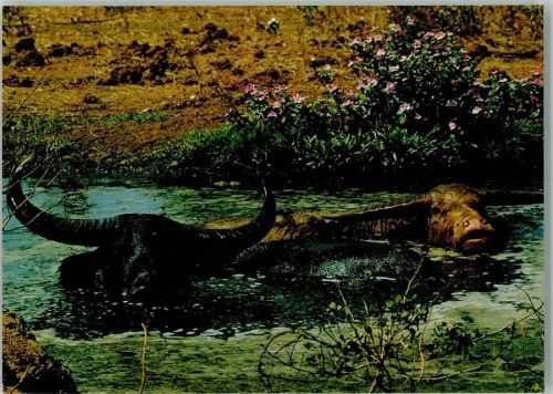 Wasserbüffel