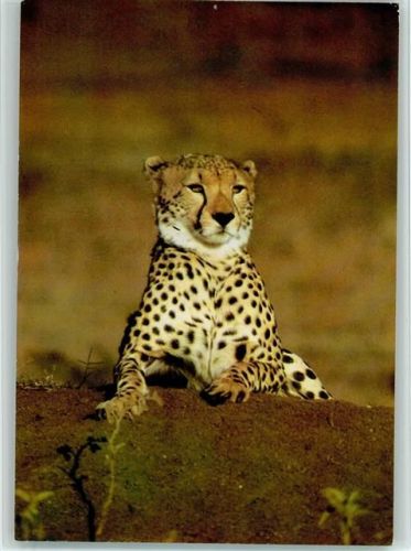 Gepard beobachtet
