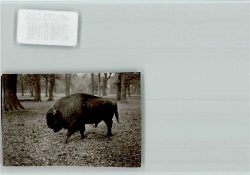 Springe Wisent