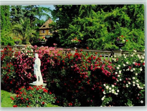 Insel Mainau Rosengarten