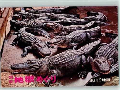 Krokodile in der Zucht Farm Krokodil