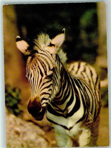 Zebrafohlen